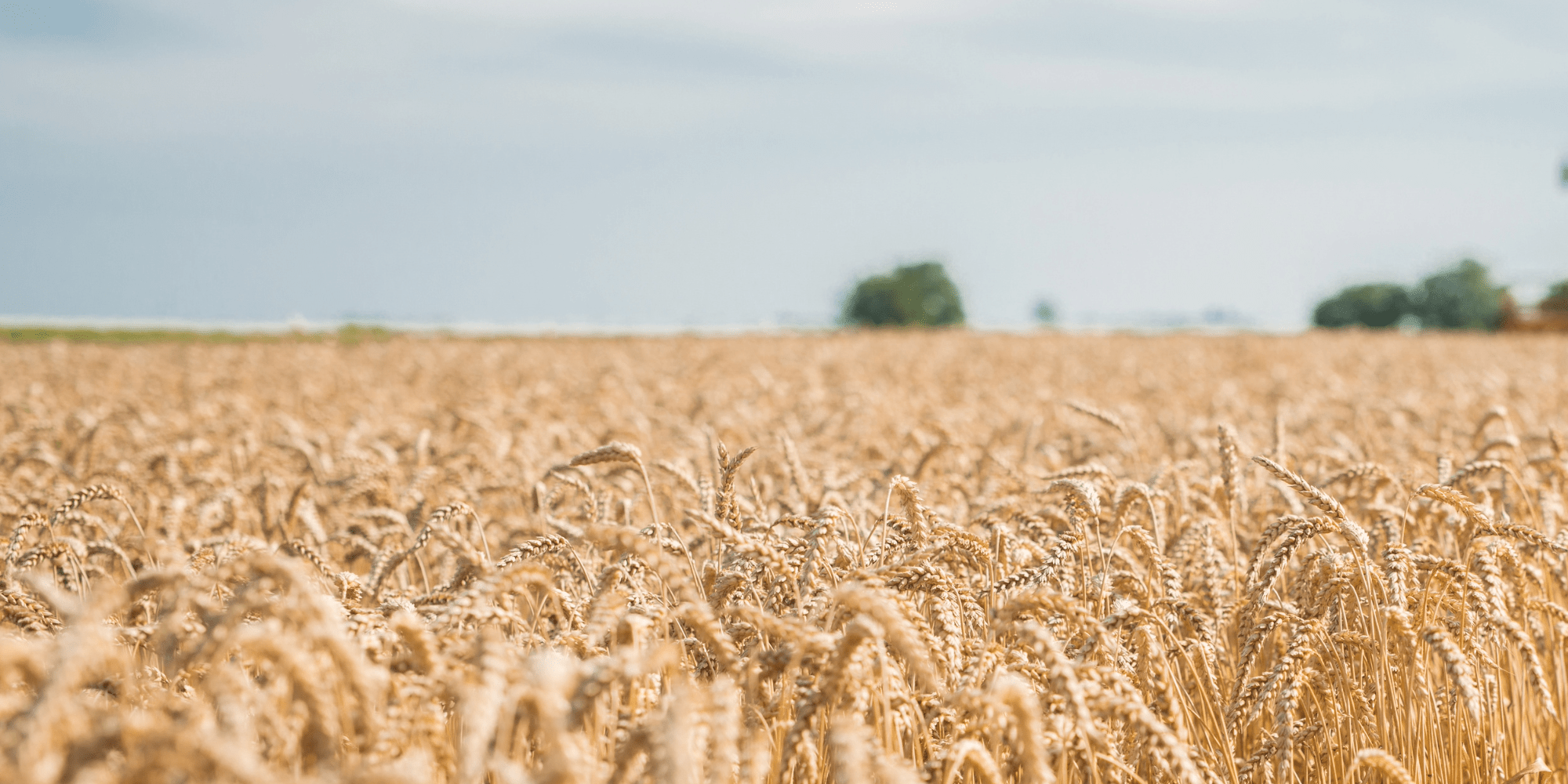 A close-up of wheat in a wheat field
