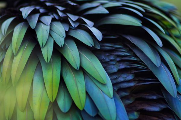 Close up of blue and green bird feathers. 